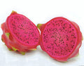 Dragon Fruit Cuttings 5-7 Inches, Hylocereus Undatus, Halley's Comet, Red Flesh, Exotic Fruit Plant, Easy to Grow