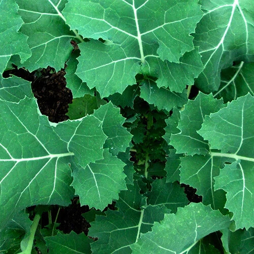 Kale Seeds - Premier (Early Hanover) Heirloom Non-GMO Brassica oleracea - Vegetable Garden Seed Packet
