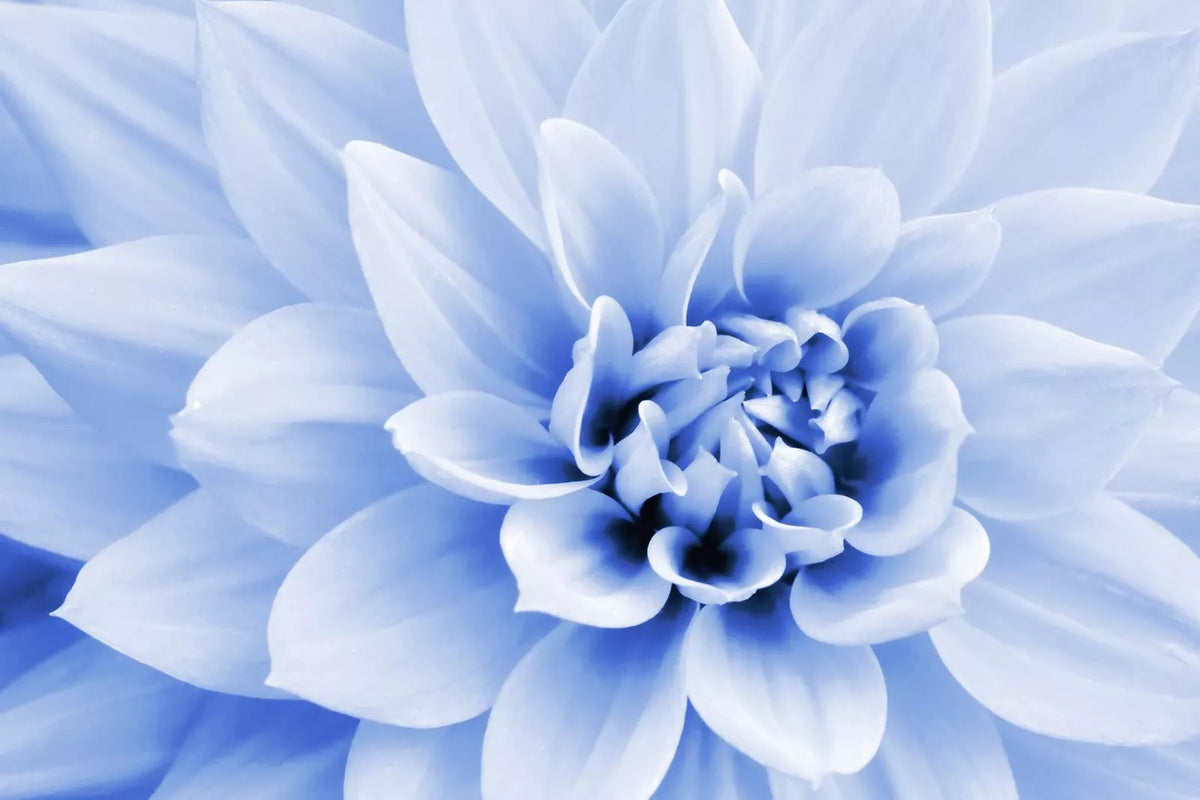 Polar Bear Dahlia Seeds 50 Pack White Blooms Dahlia pinnata Flower Seeds for Garden, Landscape & Cut Flowers