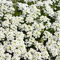 Carpet of Snow Sweet Alyssum Seeds - White Flowering Annual for Ground Cover, Borders, Containers - Lobularia maritima