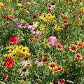 Wildflower Mix Seeds - 200 Perennial Organic Native Seeds for Pollinators - USA Grown, Assorted Colors, Full Sun to Partial Shade