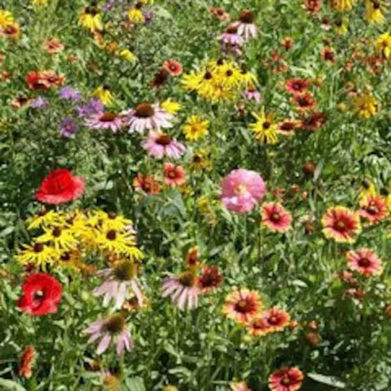 Wildflower Mix Seeds - 200 Perennial Organic Native Seeds for Pollinators - USA Grown, Assorted Colors, Full Sun to Partial Shade