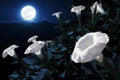 Tropical White Knight Vine Seeds - Exotic Night-Blooming Ipomoea alba - Reflects Moonlight, Climbing Vine, 20 Count