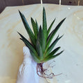 Gasteria 'Flow' Succulent Plant | Indoor/Outdoor Drought-Tolerant Green Succulent | Low Maintenance Potted Plant