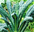 Lacinato Kale Seeds, Organic Non-GMO Brassica oleracea var. sabellica, 200+ Planting Seeds for Home Gardening