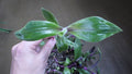 Tradescantia Blossfeldiana "Red Hill" Wandering Jew Plant Cuttings – Indoor Trailing Houseplant Propagation, Live Fresh Cuttings