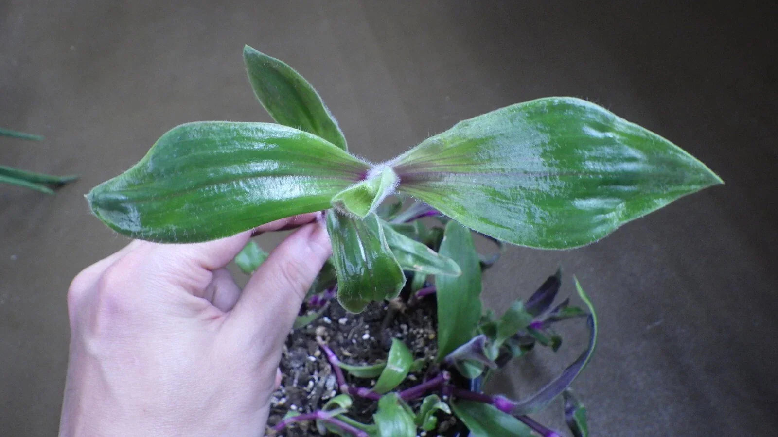 Tradescantia Blossfeldiana "Red Hill" Wandering Jew Plant Cuttings – Indoor Trailing Houseplant Propagation, Live Fresh Cuttings