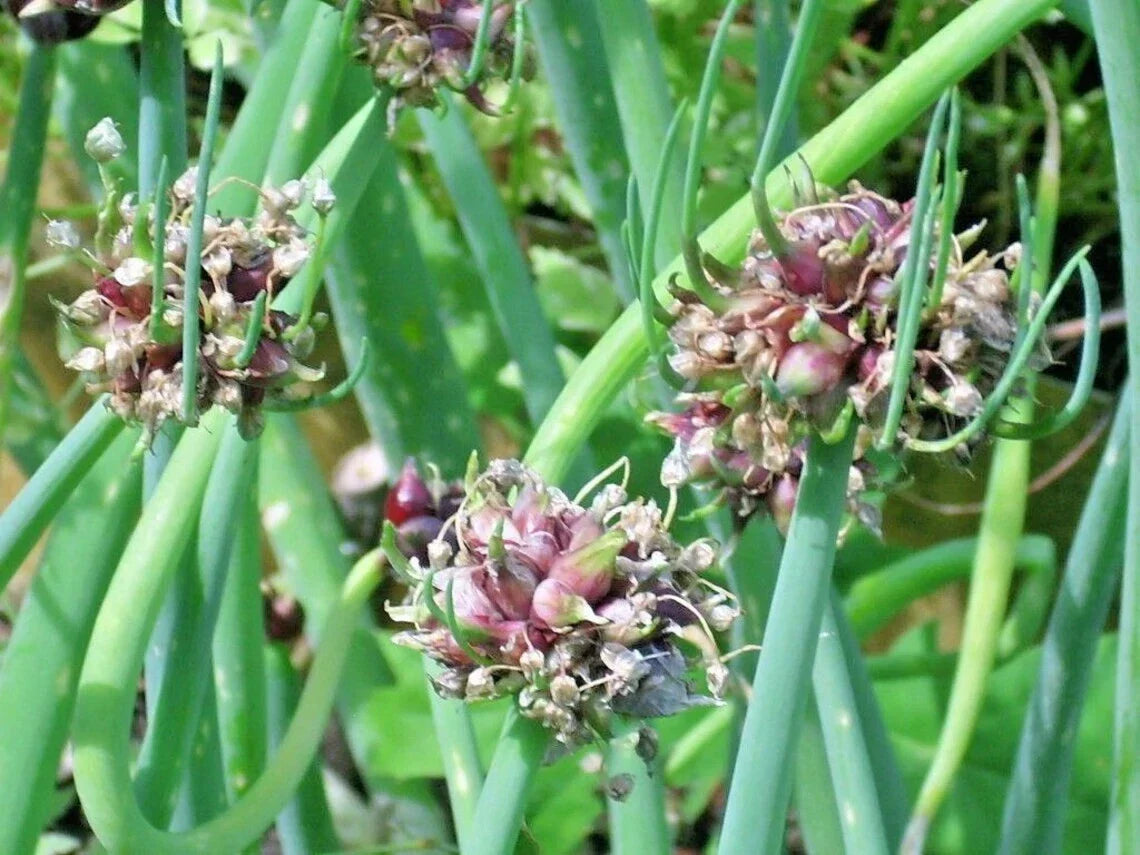 Egyptian Walking Onion Live Starter Plants Allium x proliferum Perennial Zones 3-9, Top-Setting Bulbs, Edible Allium