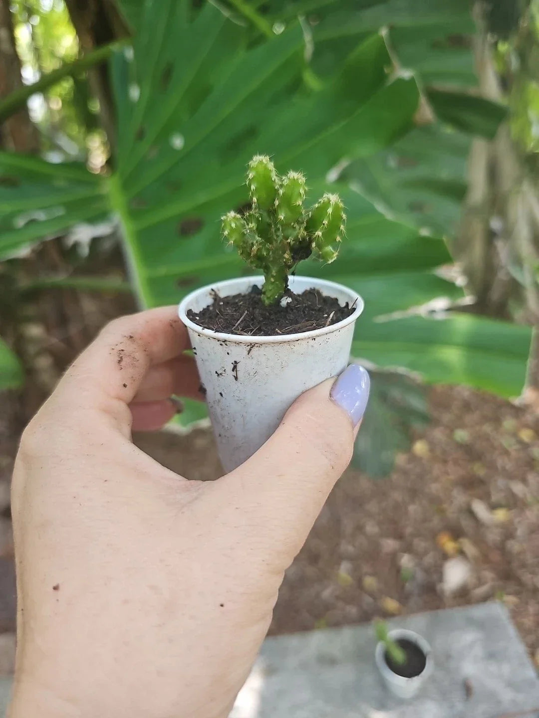 Baby Fairy Castle Cactus 2.5-Inch Pot Acanthocereus Tetragonus Indoor Succulent Plant