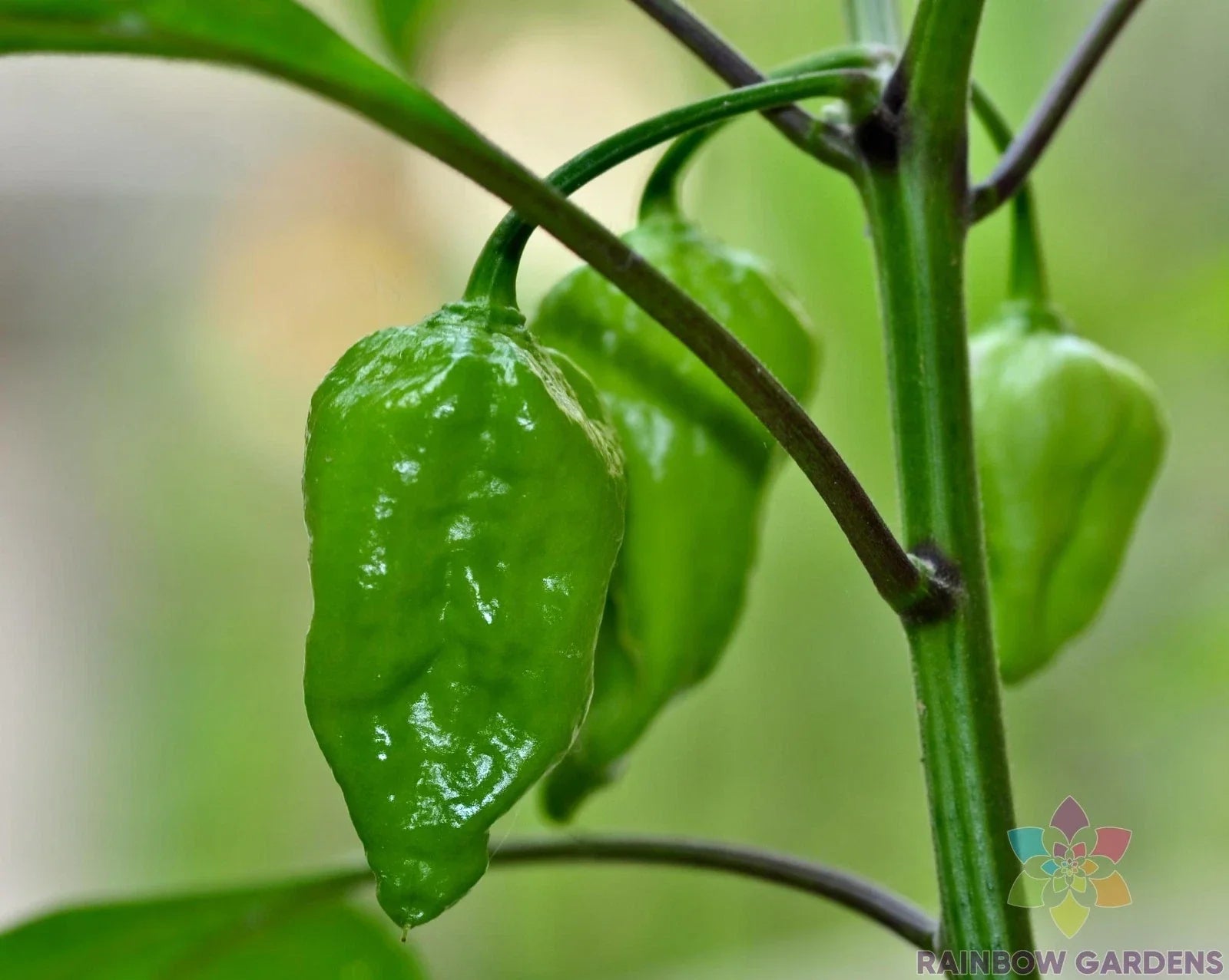 Naga Morich Hot Pepper Seeds – 25+ Premium Capsicum chinense for Garden Planting, Spicy Culinary Use, USA