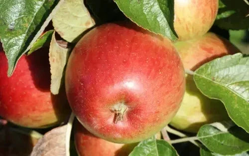 Haralson Apple Seeds - 25+ Pack for Garden Planting, Malus domestica, USA Grown, Crisp Red Fruit