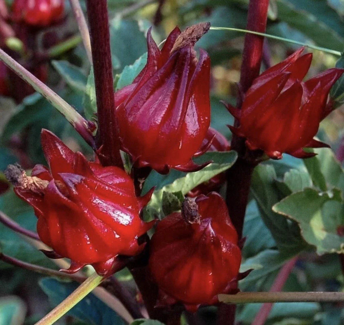 Roselle Seeds 25+ Pack Hibiscus sabdariffa Non-GMO, Jamaican Sour-leaf, Edible Hibiscus, Herbal Tea Plant, Culinary Herb