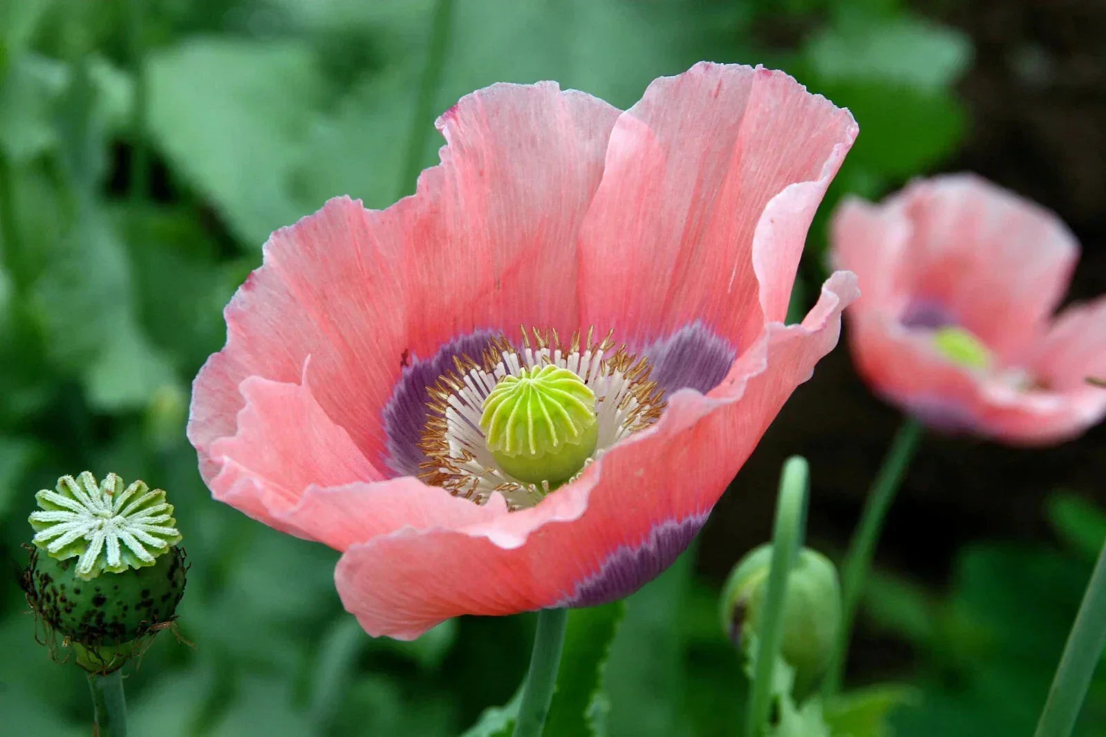 Giant Poppy Seeds 200 Pack – Papaver somniferum – Vibrant Red, Pink, White, Purple Flowers for Garden Planting