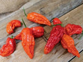 Bhut Jolokia Red Ghost Pepper Seeds - 25 Premium Capsicum chinense Super-Hot Seeds for Spicy Cooking & Garden Growth