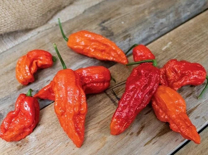 Bhut Jolokia Red Ghost Pepper Seeds - 25 Premium Capsicum chinense Super-Hot Seeds for Spicy Cooking & Garden Growth