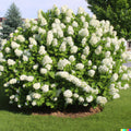 Hydrangea Seeds 50 Pack - White Flower Bush, Hedge, Shrub | Hydrangea quercifolia