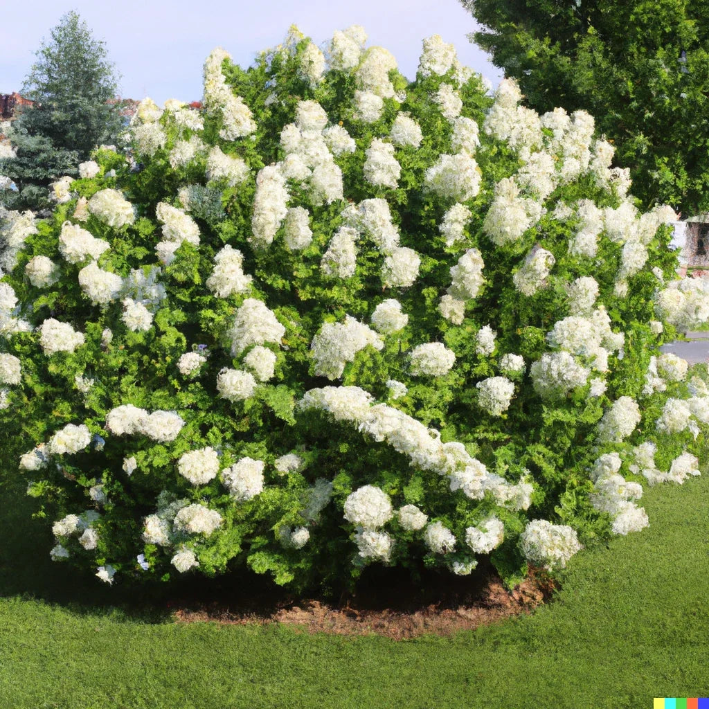 Hydrangea Seeds 50 Pack - White Flower Bush, Hedge, Shrub | Hydrangea quercifolia
