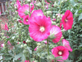 Pink Hollyhock Seeds - Heirloom Wildflower Garden Seeds for Cut Flowers, Drought & Heat Tolerant, Alcea rosea, 51+ Seeds