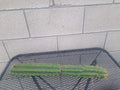 Cereus Peru Cactus Cutting - Succulent Plant - Exotic Indoor Decor - Cereus peruvianus