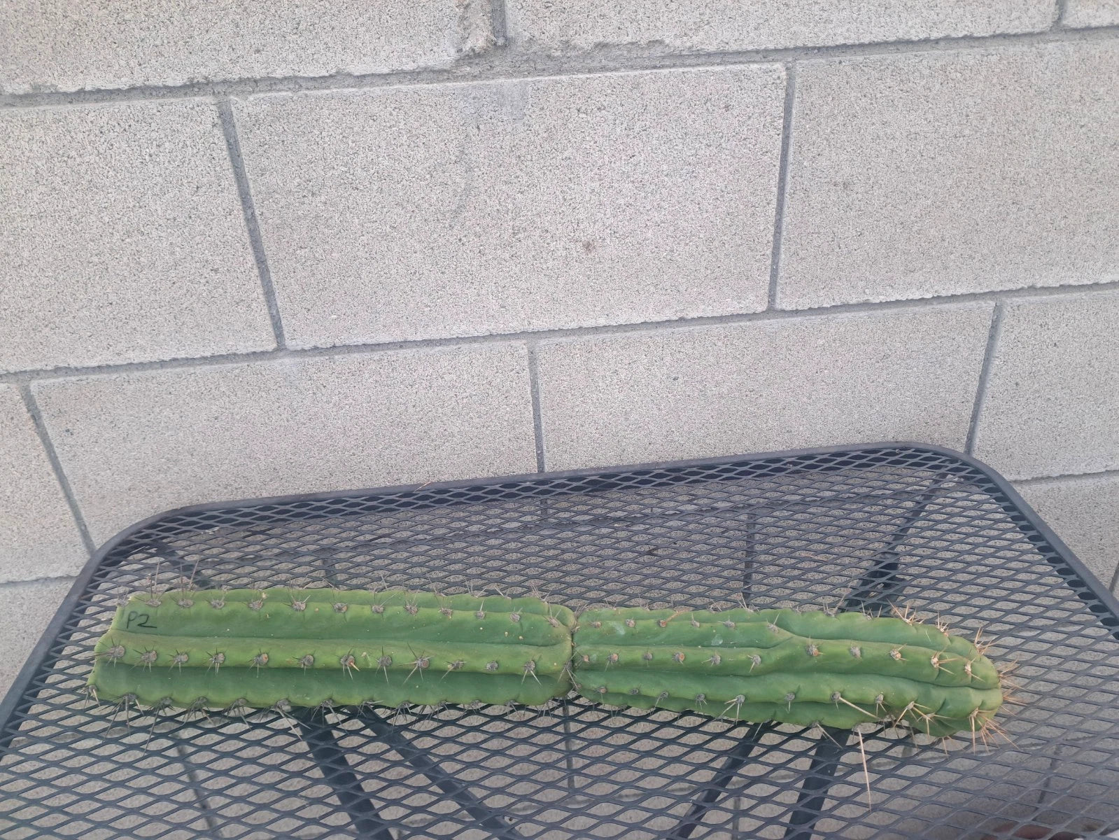 Cereus Peru Cactus Cutting - Succulent Plant - Exotic Indoor Decor - Cereus peruvianus