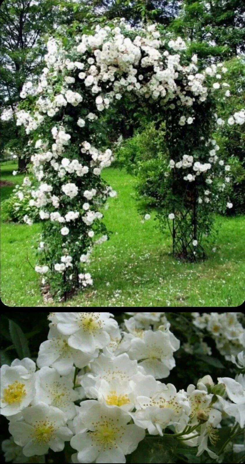 Wild White Climbing Rose Live Plant - 3-4 Ft Bare Root Rosa multiflora, Hardy, Easy Care, Climbing Rose for Garden, Fence & Trellis