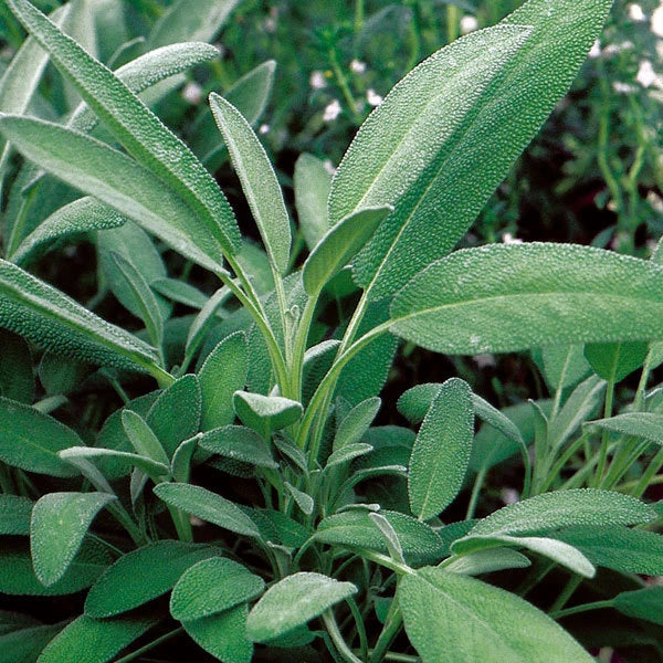 Broadleaf Sage Herb Seeds - Salvia officinalis, Culinary & Gardening Seeds, 250+ Fresh Non-GMO Seeds