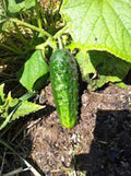 Heirloom Boston Pickling Cucumber Seeds, Non-GMO, 50 Count, Perfect for Pickling, Cucumis sativus