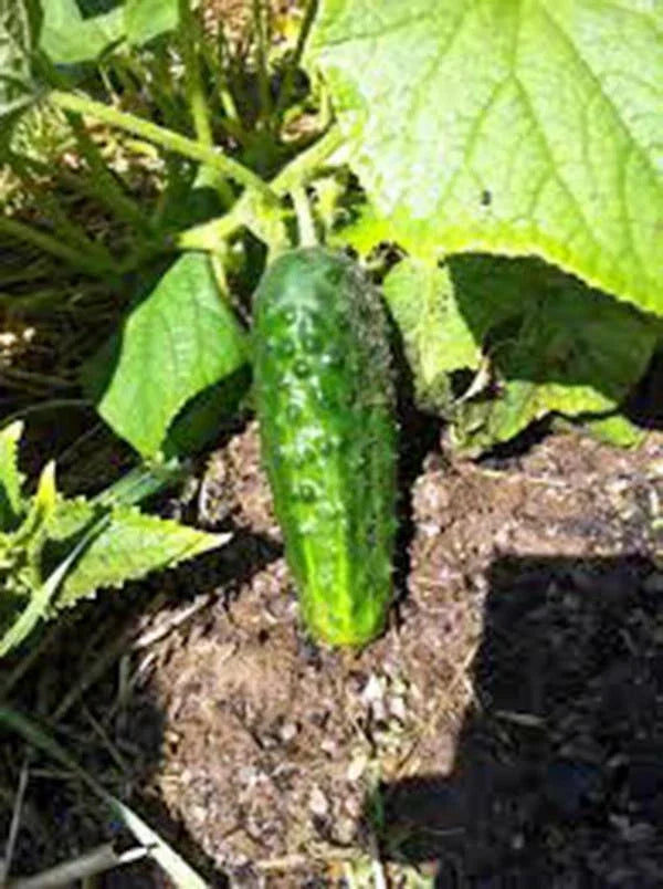 Heirloom Boston Pickling Cucumber Seeds, Non-GMO, 50 Count, Perfect for Pickling, Cucumis sativus