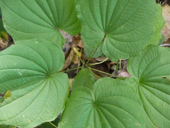 Wild Yam Bare Root Plants – Perennial Vine for Gardens & Landscapes – Dioscorea villosa – Climbing or Trailing, Hardy, Low Maintenance