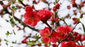 Flowering Quince Cuttings – 5 Double Scarlet Chaenomeles speciosa Garden Plants for Hedges & Borders