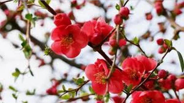 Flowering Quince Cuttings – 5 Double Scarlet Chaenomeles speciosa Garden Plants for Hedges & Borders