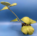 Hoya Kerrii Heart Plant 3.5" Pot, Live Indoor Succulent, Fully Rooted Houseplant, Love-Shaped Leaves
