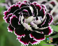 200+ Chianti Carnation Seeds - Black & White Dianthus caryophyllus for Garden Beds & Borders