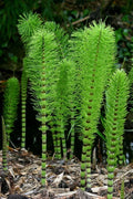 Horsetail Plant Cuttings - 10 Unrooted Equisetum for Water Gardens & Koi Ponds - Aquatic Plant for Pond Filtration