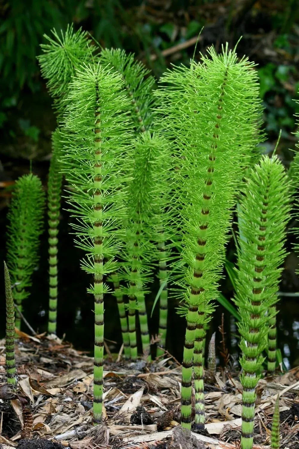 Horsetail Plant Cuttings - 10 Unrooted Equisetum for Water Gardens & Koi Ponds - Aquatic Plant for Pond Filtration