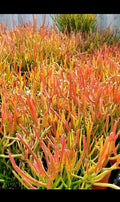 Large 12” Euphorbia Tirucalli Fire Sticks Cactus Cuttings - Indoor Outdoor Succulent Plants Set of 3