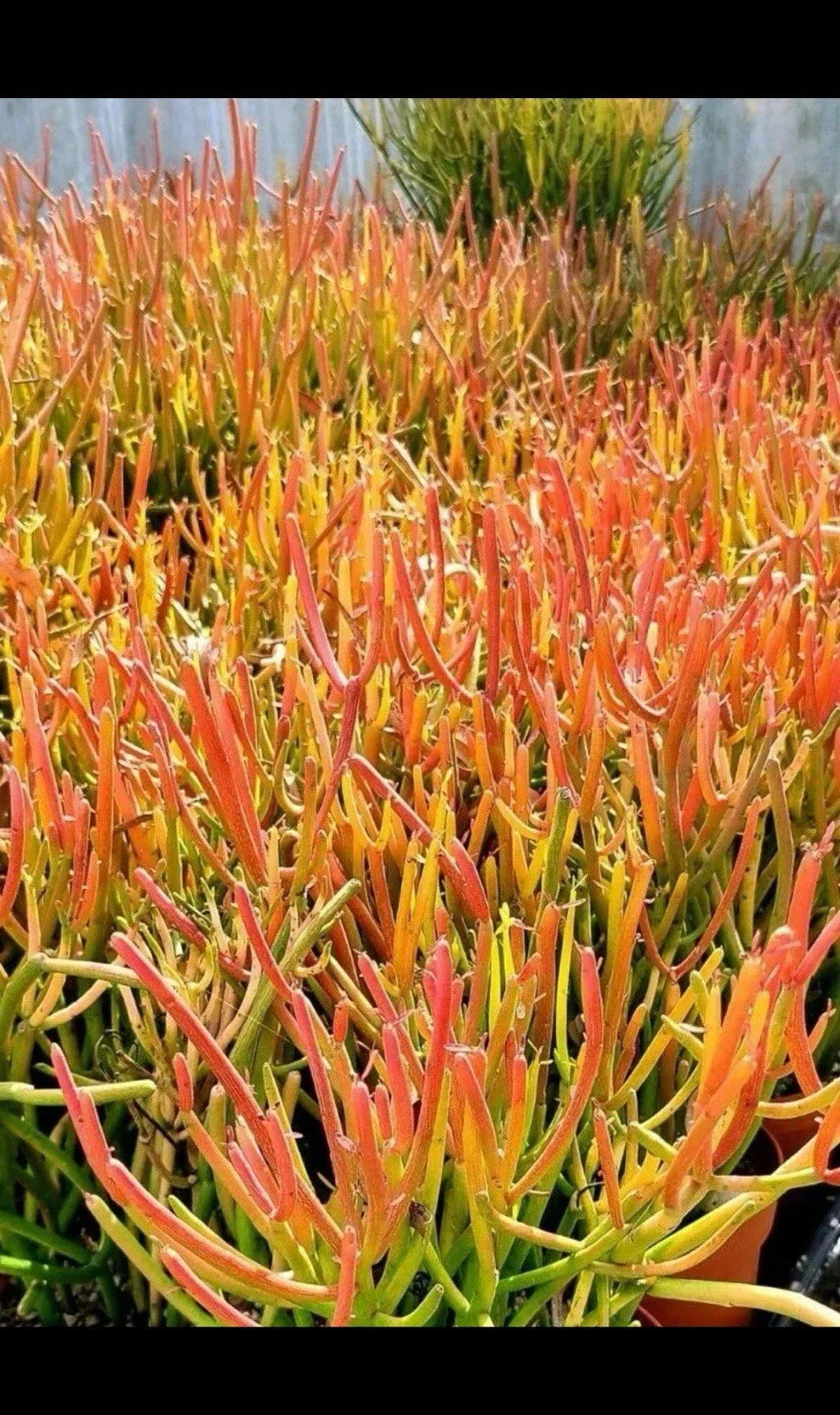 Large 12” Euphorbia Tirucalli Fire Sticks Cactus Cuttings - Indoor Outdoor Succulent Plants Set of 3