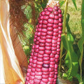 Neon Pink Popcorn Seeds | Mini Pink Pearl Glass Gem Corn | Barbiecore Variety | Zea mays