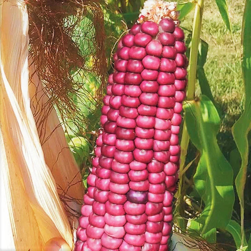 Neon Pink Popcorn Seeds | Mini Pink Pearl Glass Gem Corn | Barbiecore Variety | Zea mays