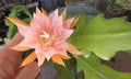 Epiphyllum 'Kaguyahame' Small Flower - 2 Rooted Stems - Rare Orchid Cactus Plant