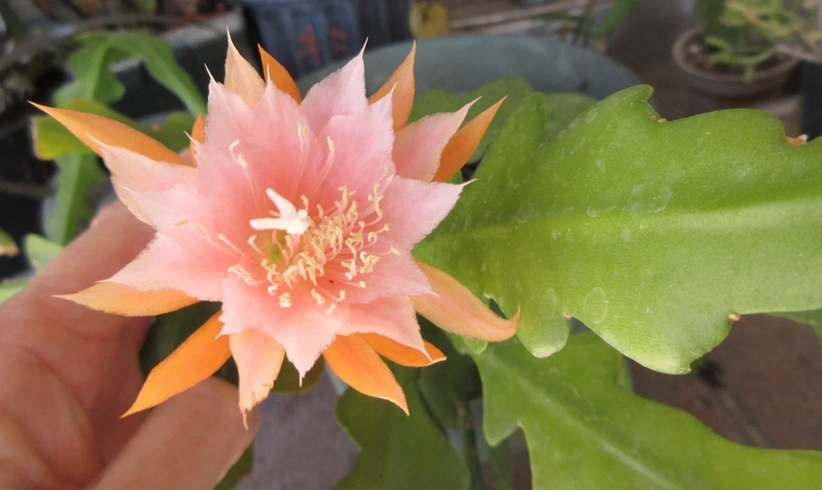 Epiphyllum 'Kaguyahame' Small Flower - 2 Rooted Stems - Rare Orchid Cactus Plant