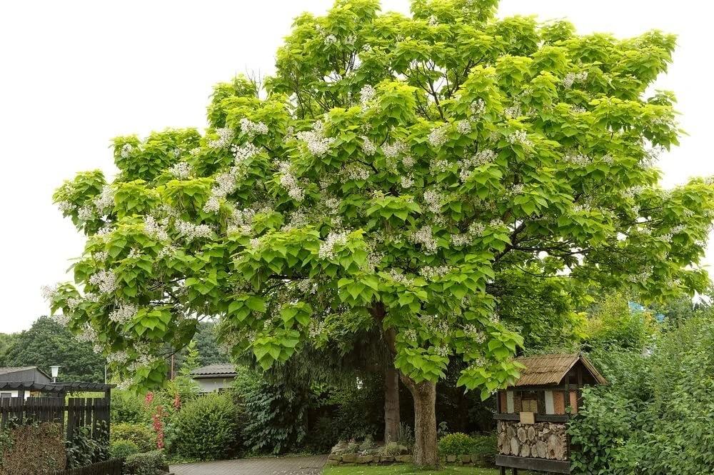 Catalpa Tree Seeds - 50 Pack for Planting - Large Leaves & White Flowers - Catalpa speciosa