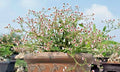 Rooted Euphorbia guiengola Cutting | 2" Succulent Bonsai Plant