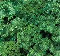 Mustard Seeds 500+ Southern Giant Curled Brassica juncea for Garden, Edible Greens, Leafy Vegetables