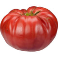 Giant Belgium Seeds - 25 Organic Heirloom Capsicum annuum for Garden Planting - Full Sun, Bushy Growth