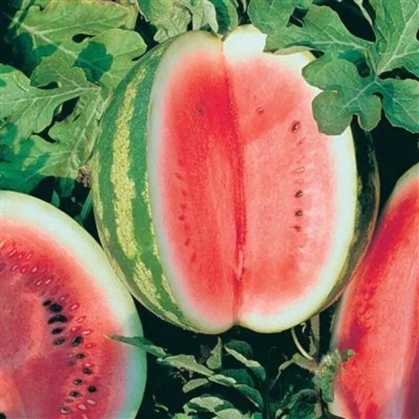 Crimson Sweet Watermelon Seeds – 20 Premium Citrullus lanatus Seeds for Home Garden, Juicy, Sweet, Vining, Summer Harvest