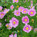 Happy Ring Cosmos Seeds Pack – Cosmos bipinnatus, Vibrant Flowers for Garden, Borders & Containers, 200+ Seeds