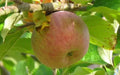 Baguette Violette Apple Seeds – 25+ Non-GMO Fruit Tree Seeds for Home Garden, Malus domestica, USA Seller, Free Shipping
