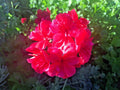6 Ivy Geranium Cuttings – Hot Pink Trailing Pelargonium peltatum Unrooted Stems for Hanging Baskets & Containers