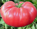 Pink Brandywine Tomato Seeds - Heirloom Indeterminate Beefsteak Variety, 100+ Seeds, Solanum lycopersicum, Organic Vegetable Seeds